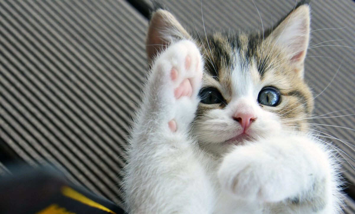 �������� ����� � ������� �������, ������� ����������