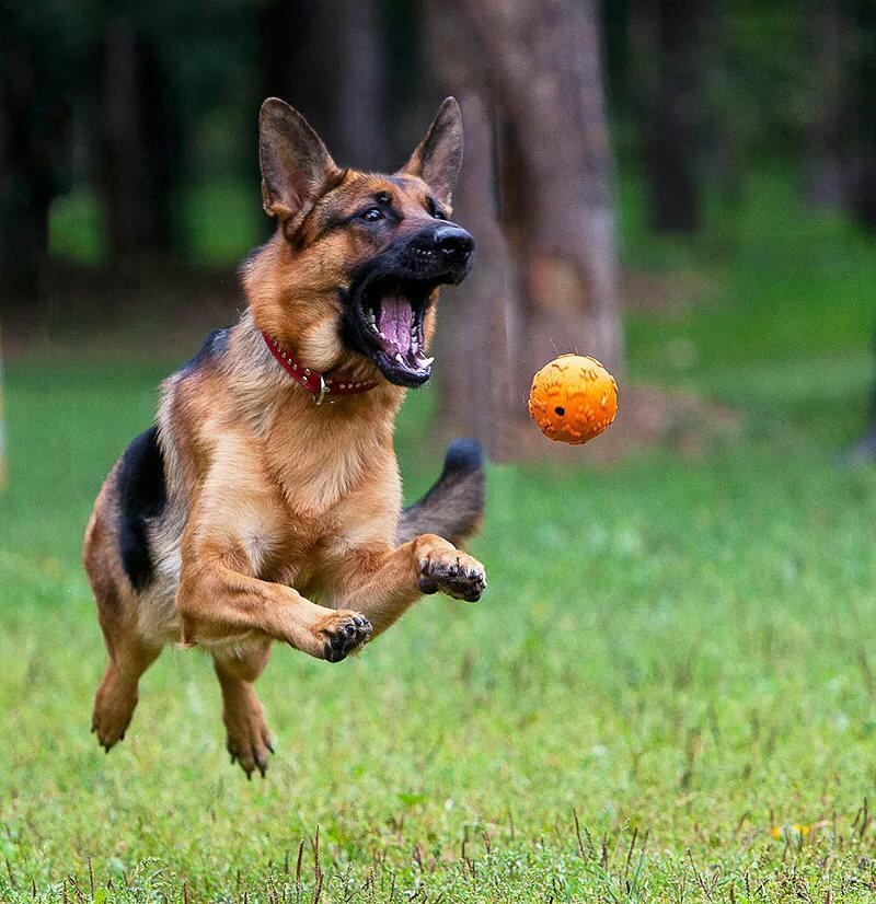 ���������� �������� � ���������, �������� ��������