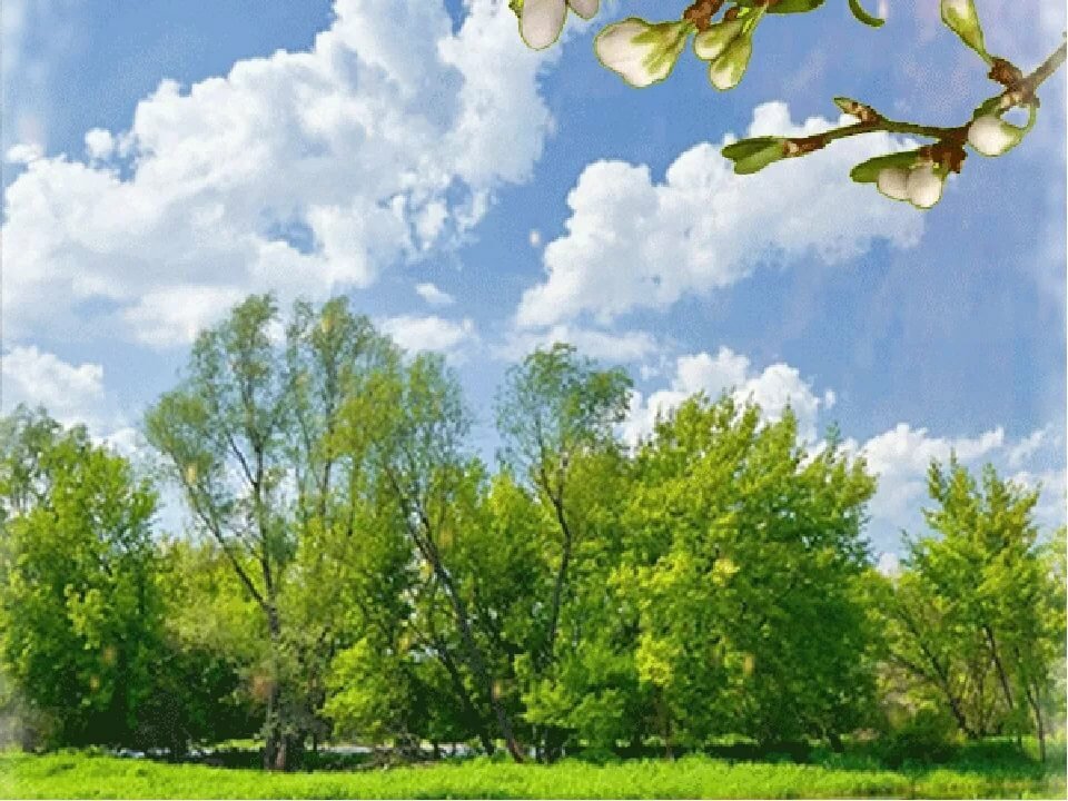 Гифки анимация природа весна