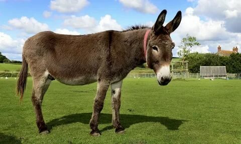 donkey фото