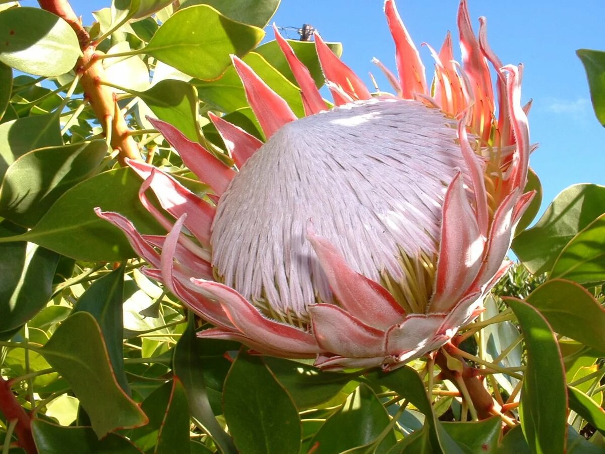 ����� ������������ ����� ���� ����