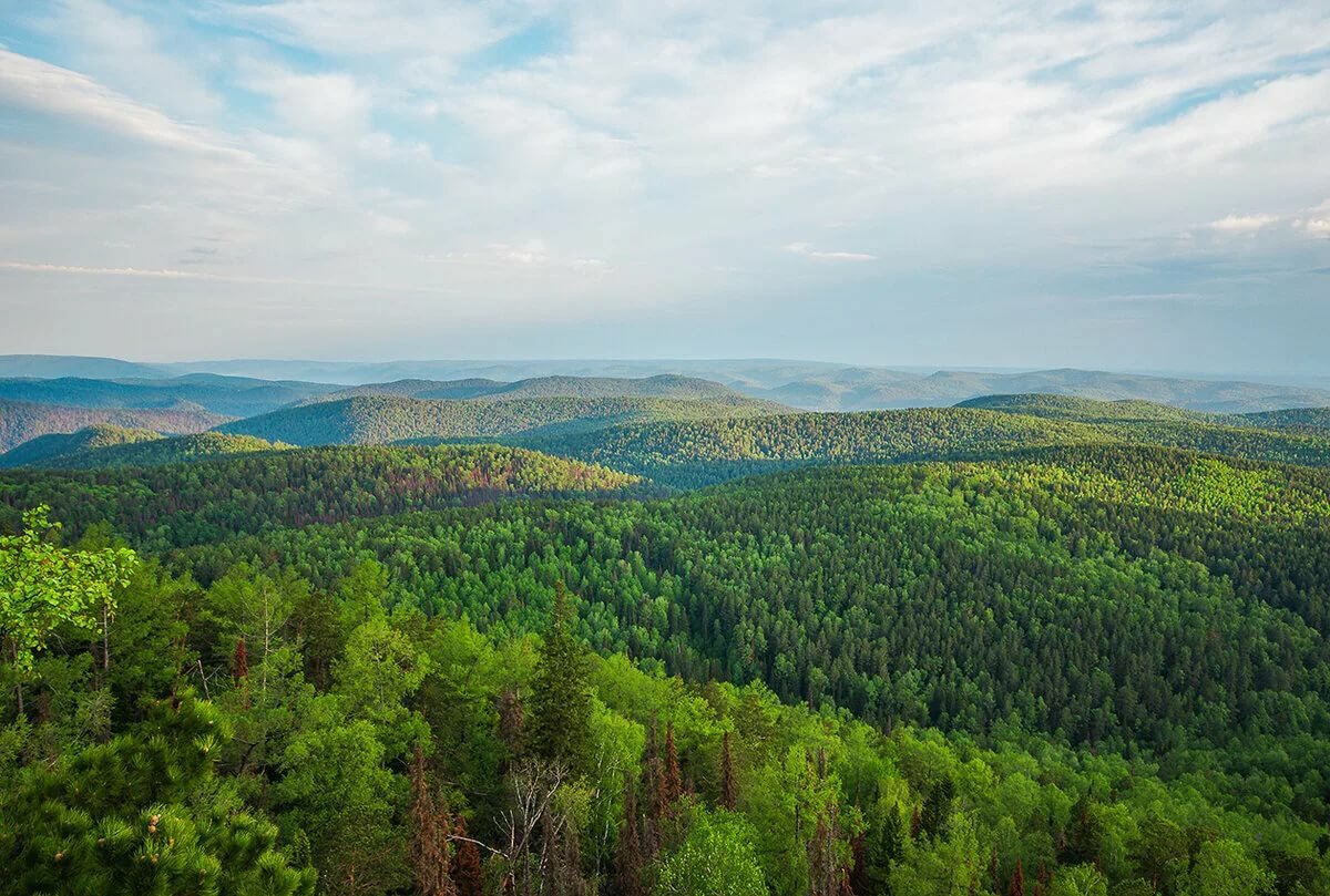 сибирская тайга фото