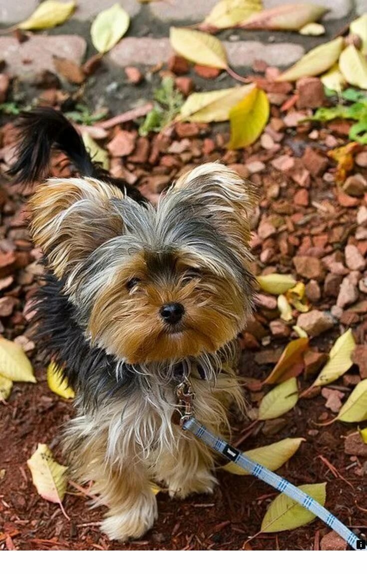 What is a sable yorkie