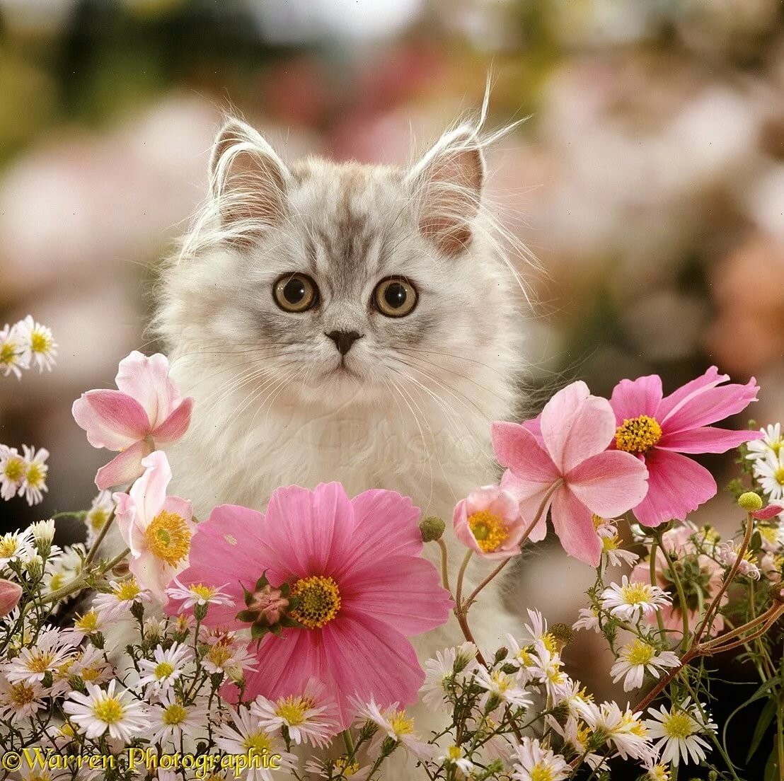 YAPILAN ARAŞTIRMA İLE İLGİNÇ SONUÇ ORTAYA ÇIKTI! KEDİ MIRLAMASININ SAĞLIK AÇISINDAN BİLİNMEYEN FAYDALARI - 3 - Sağlık Fotoğrafla