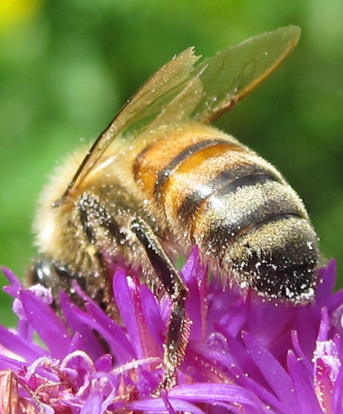 Пчела медоносная картинка