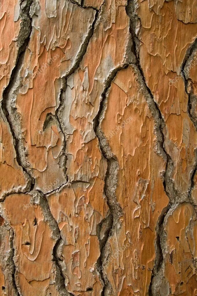 текстура коры сосны фото