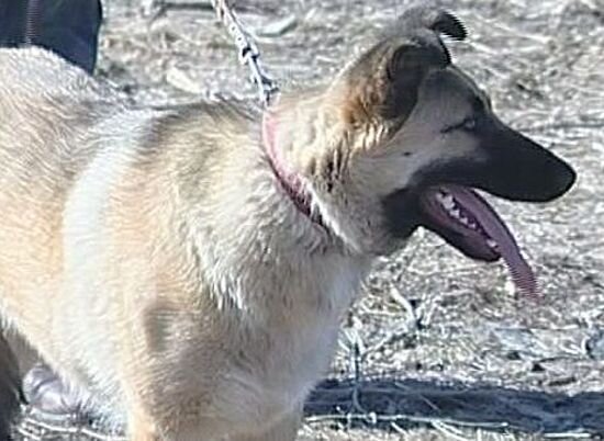 kangal dog фото