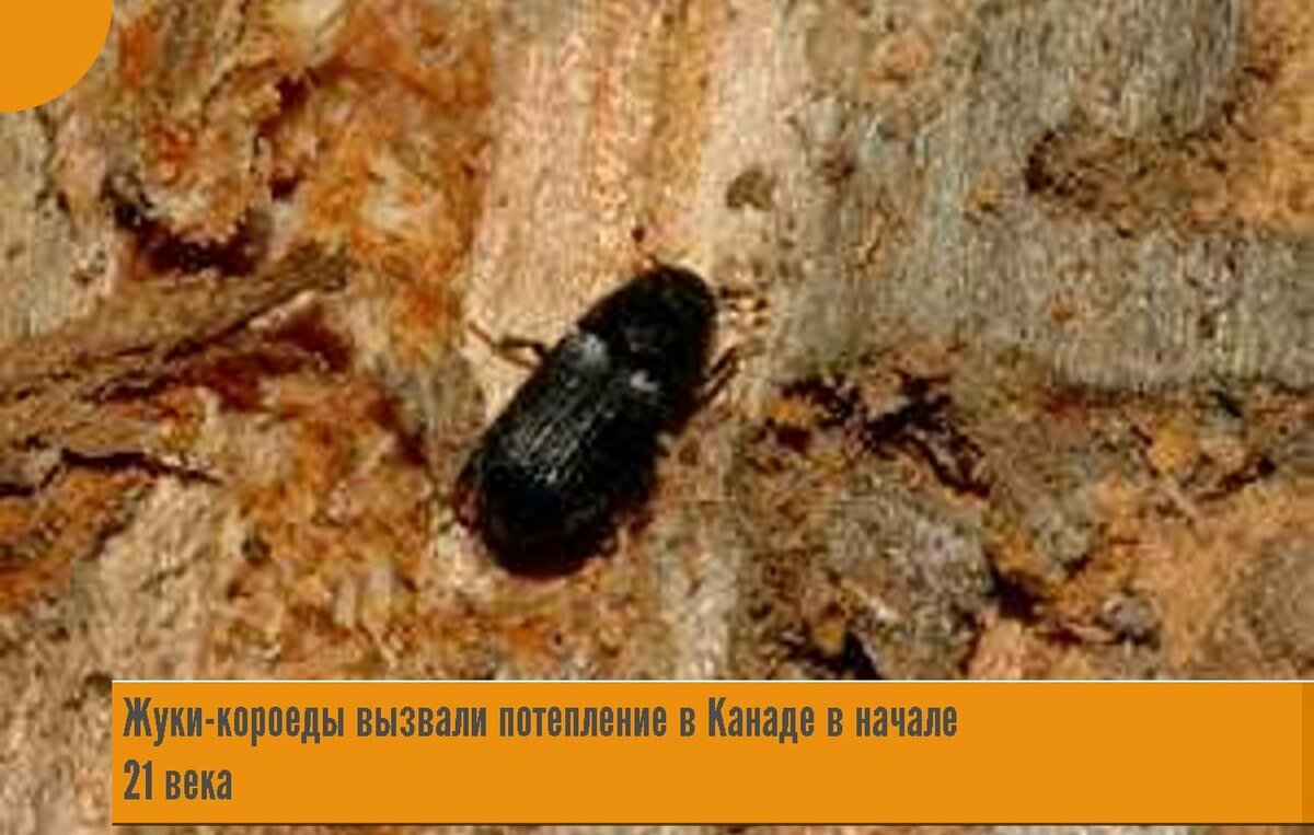 жук короед фото