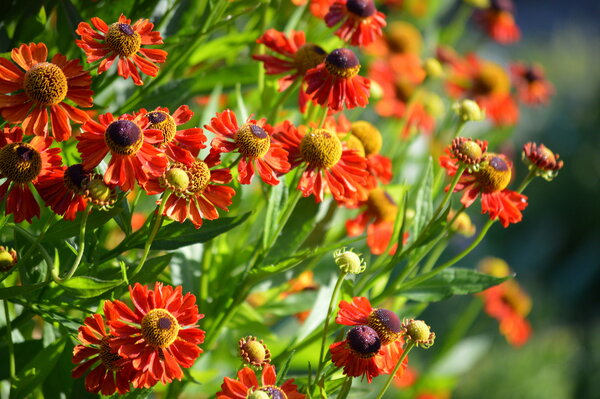 Гелениум Многолетний Фото И Описание – Telegraph