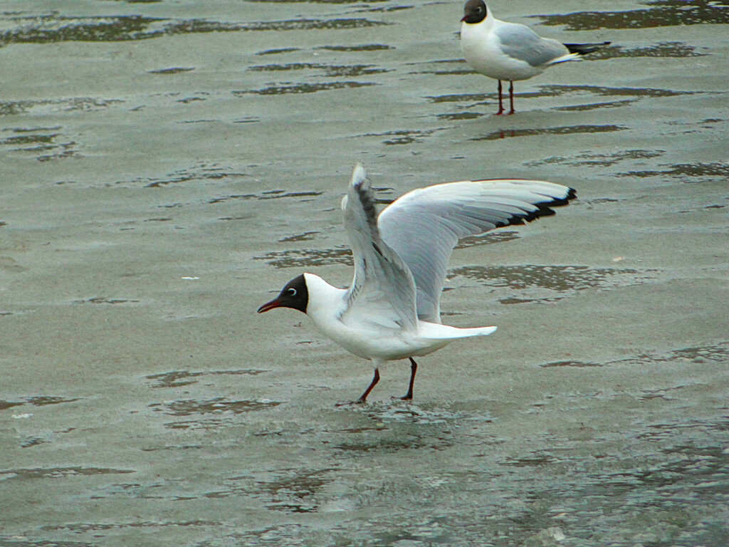 реликтовая чайка (larus relictus) фото