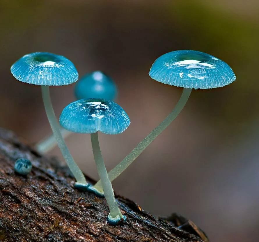 Blue meanies mushroom nz