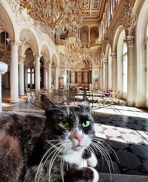 коты эрмитажа фото