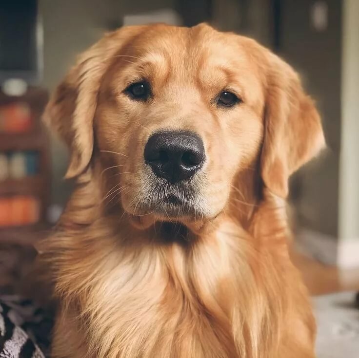 ckc golden retriever breeders