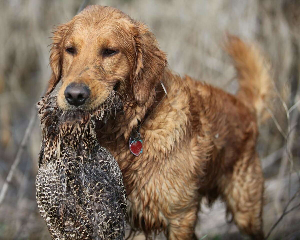 Hunting labrador retriever breeders