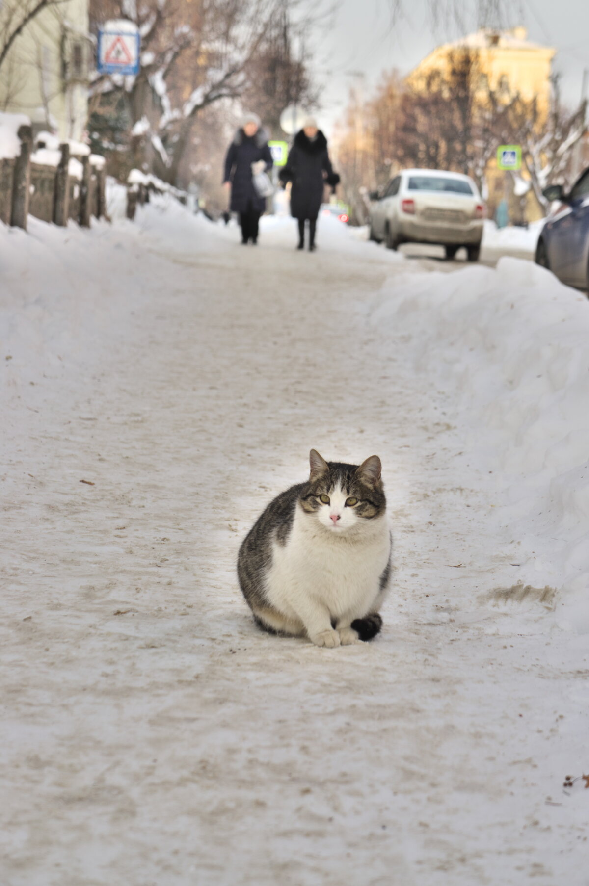 кошка зима фото