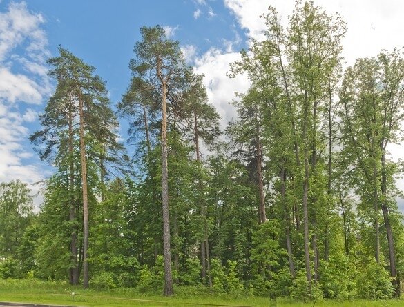 сосновый лес курской области фото