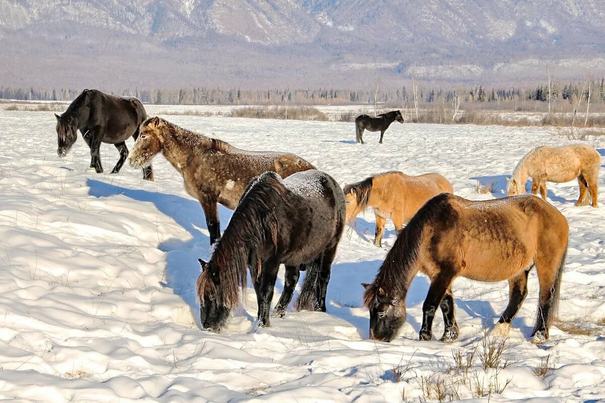 Фотография Монгольские лошадки... из раздела животные № 6173