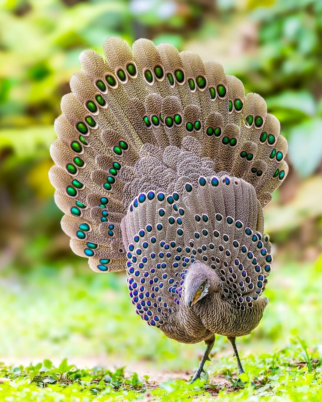 Павлиний фазан 連   Khalid Sharif #птицы #пернатые #хвост #перья #в_мире_животных #polyplectron_bicalcaratum #peacock #pheasant #beautifulbirds #best_birds_of_world