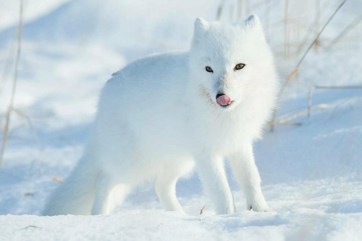 Magnificent Arctic Foxes of Manitoba Steve and Marian Uffman