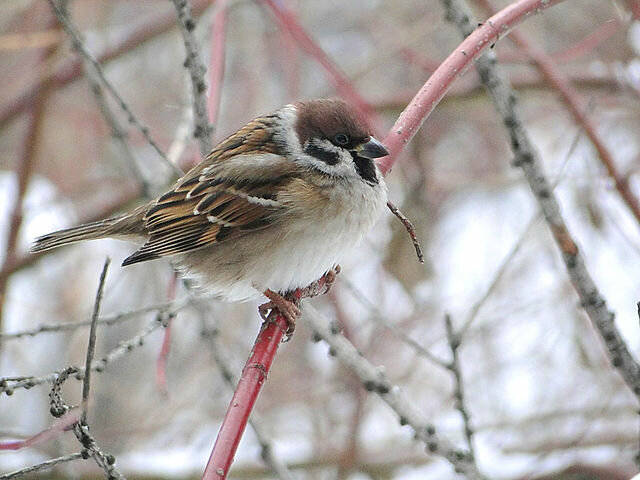 полевой воробей passer montanus фото