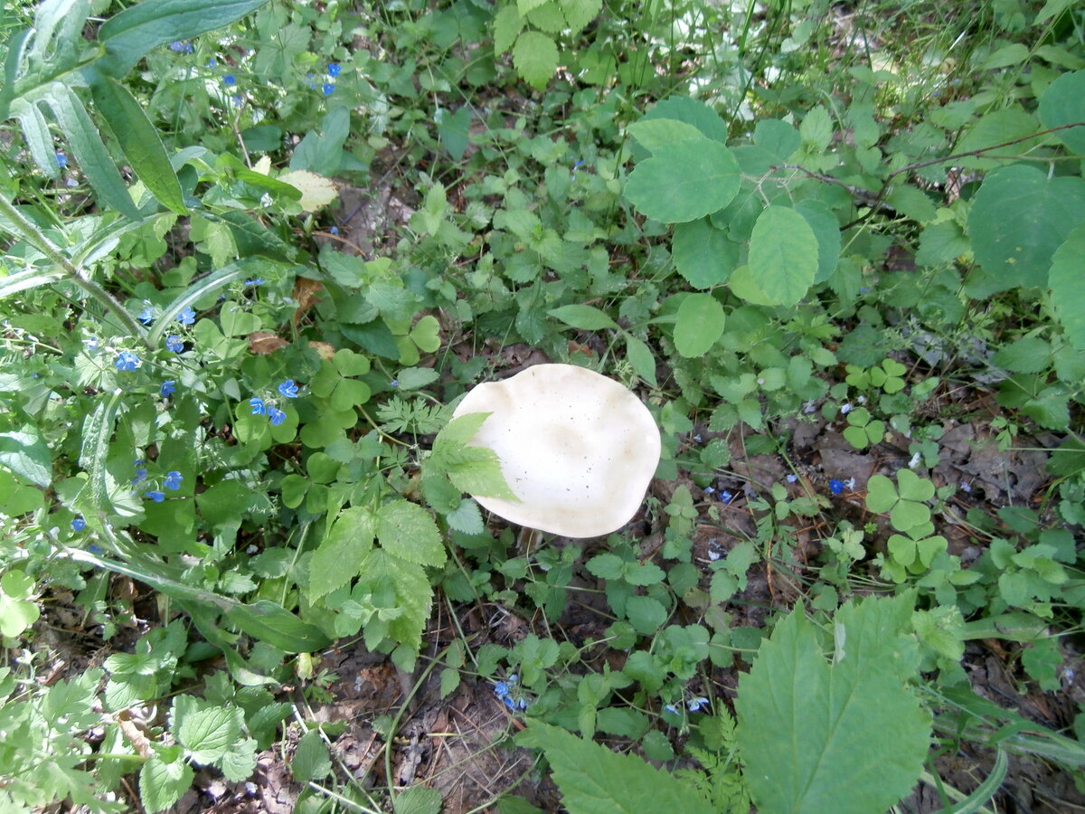 грибы майские рядовки фото