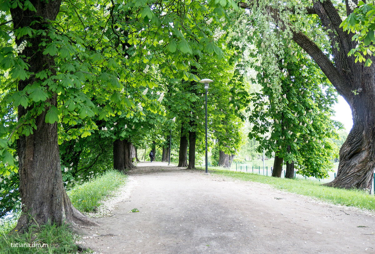 липовая аллея керн фото
