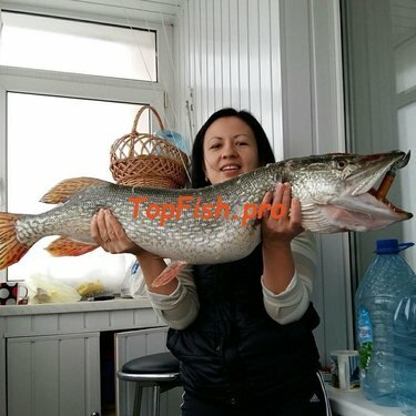 щука 5.5 кг фото