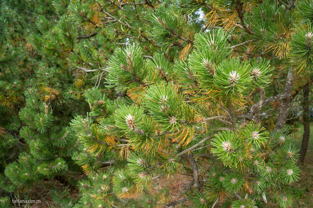 сосна горная колумбо pinus mugo columbo фото