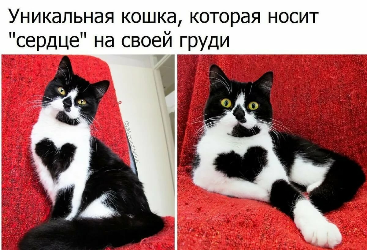 ����� ������� ���� � �������� � ���������, ����� �����