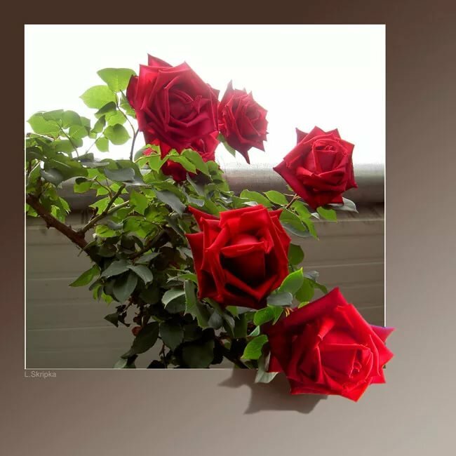 �����, ������������� �������� ��������� �� �����