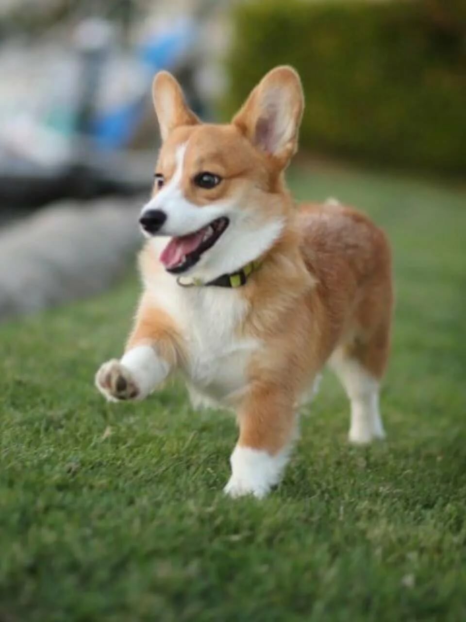 corgi for sale near me craigslist