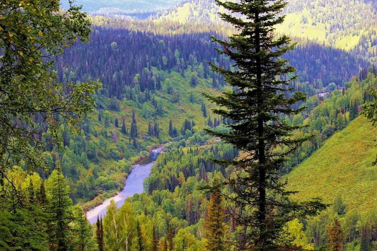тайга россия фото