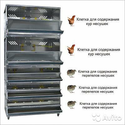 клетки для перепелов фото
