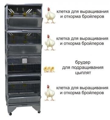 клетки для бройлеров фото