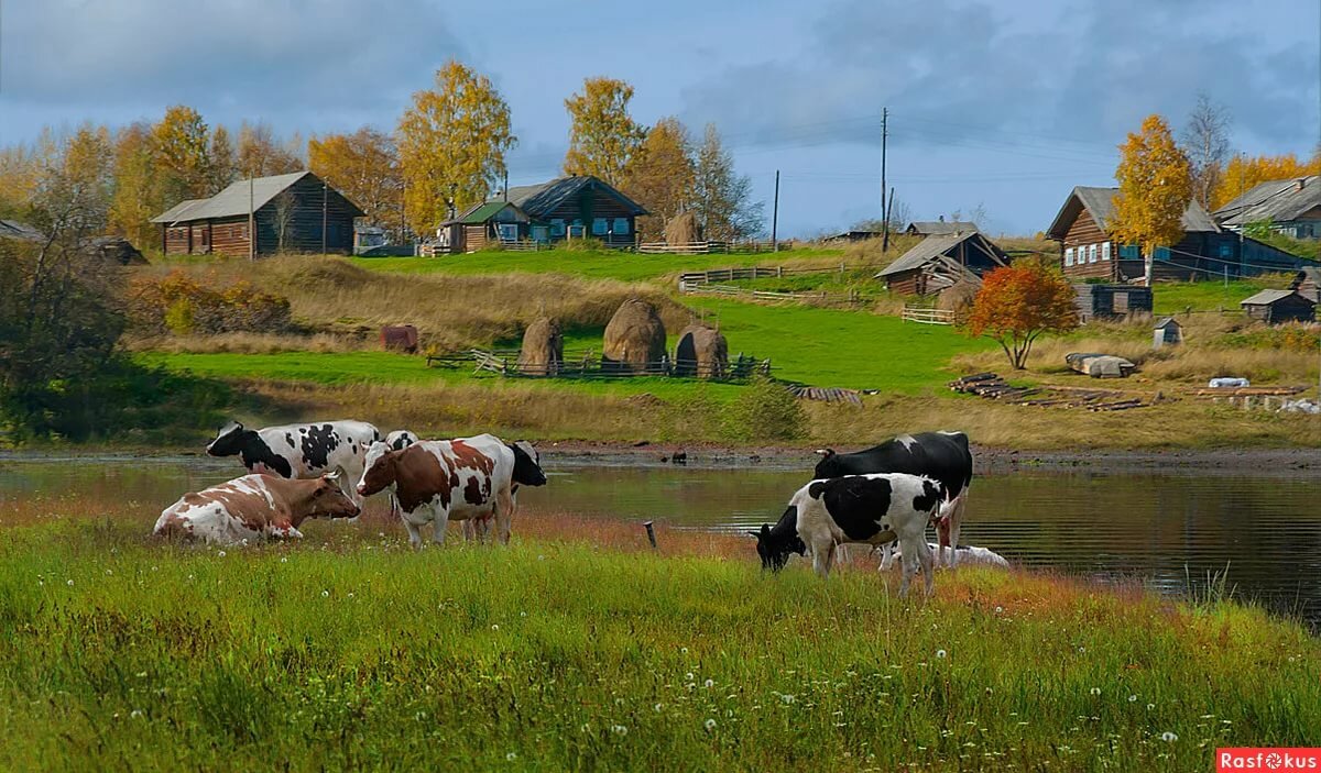 фото деревенских коров фото