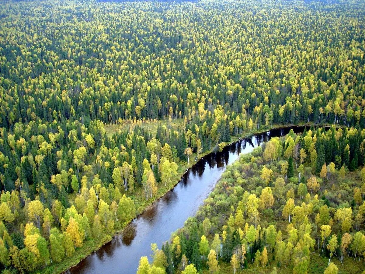 зона тайги фото