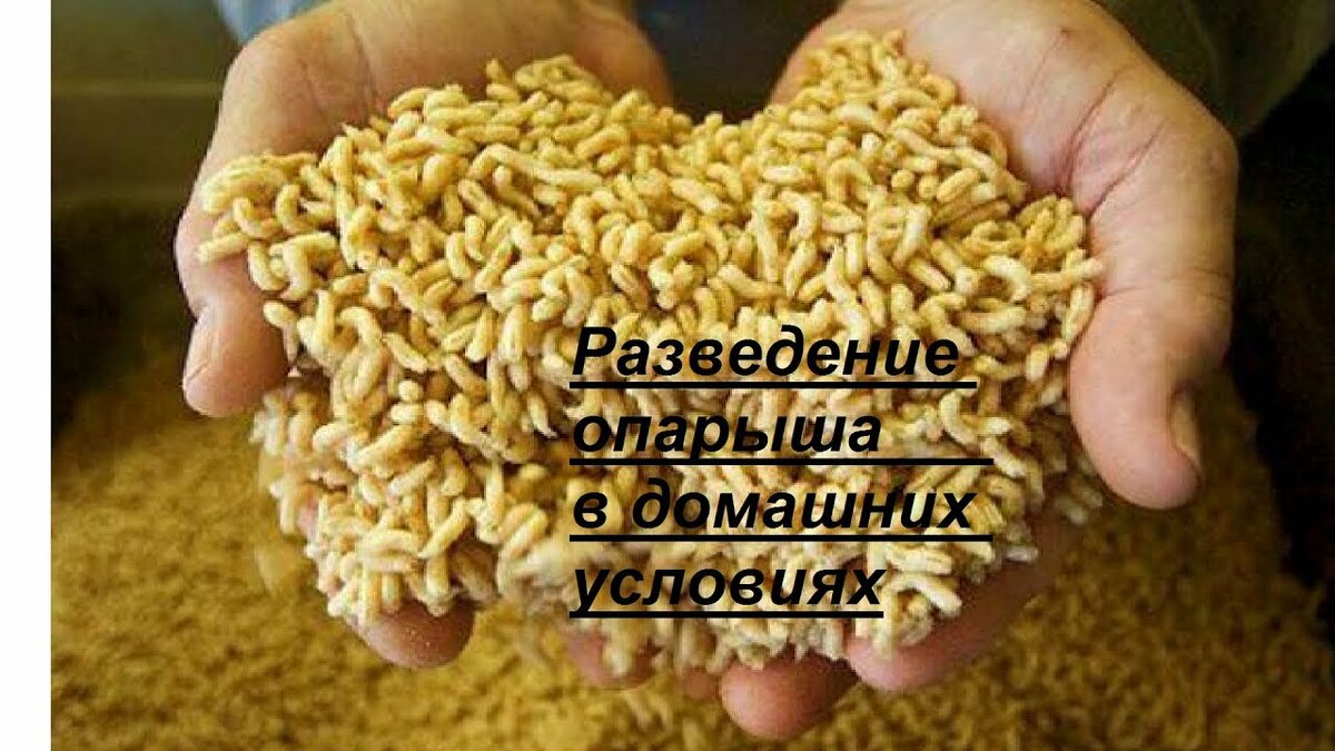 разведение опарыша фото