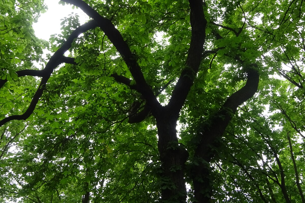 дуб черешчатый фото