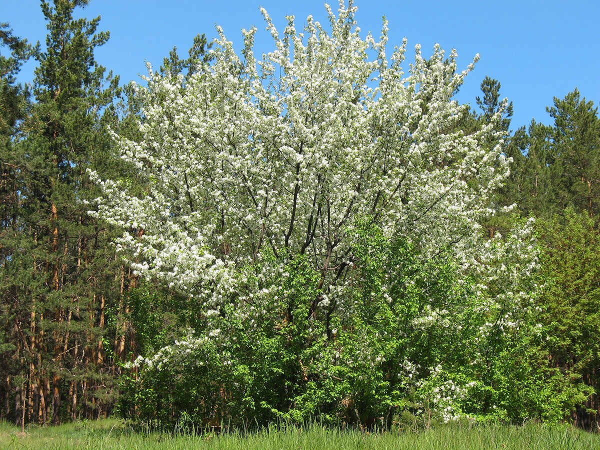 Весенний лес