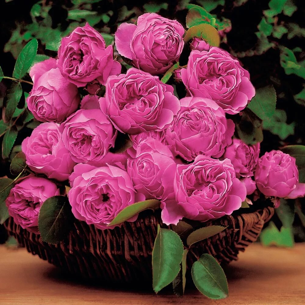 �������� �������� � ���� �������� �����