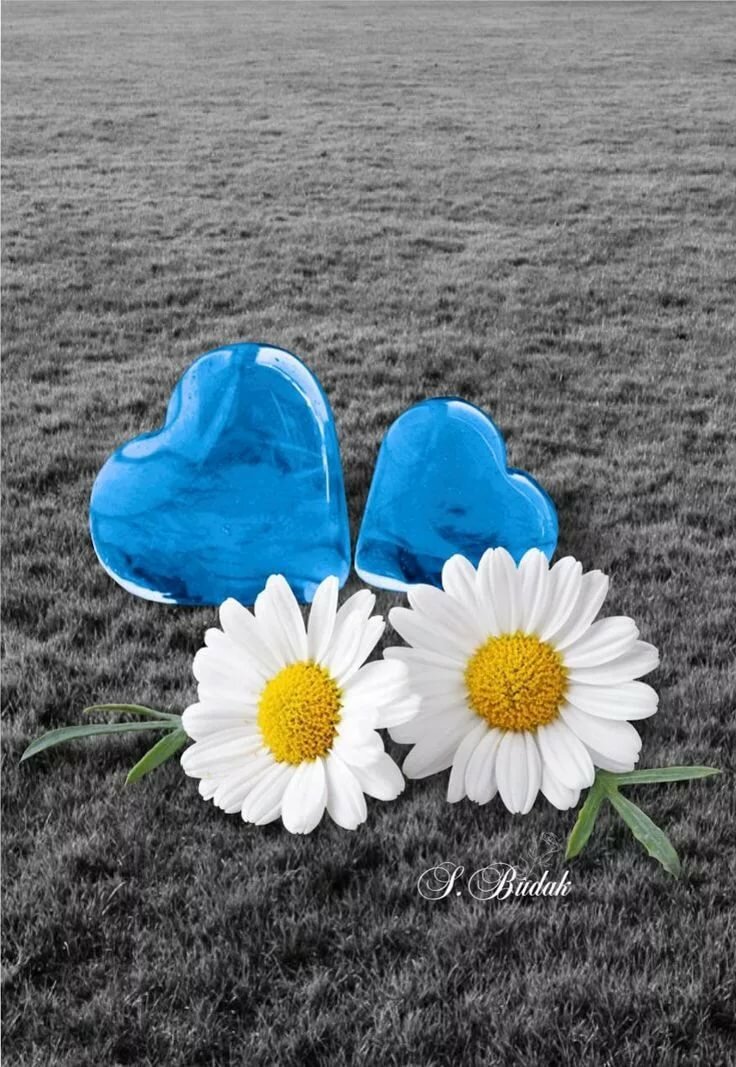 Ромашка и любовь картинки