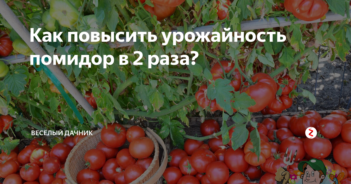 распределение помидор на грядке фото