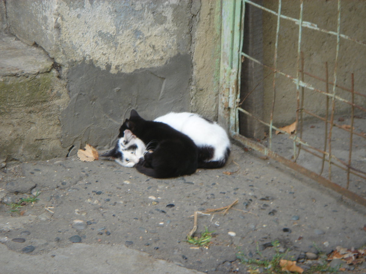 Кошка фото