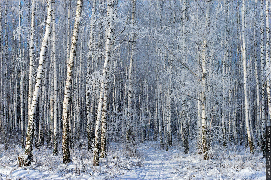 береза зимой фото