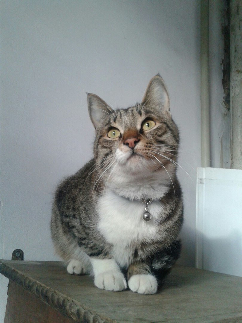 Кошка фото