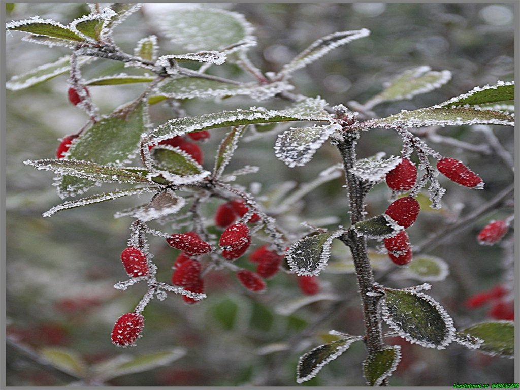 листики с ягодками в инее фото