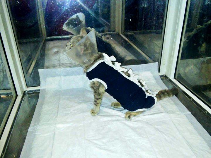 Кошка фото