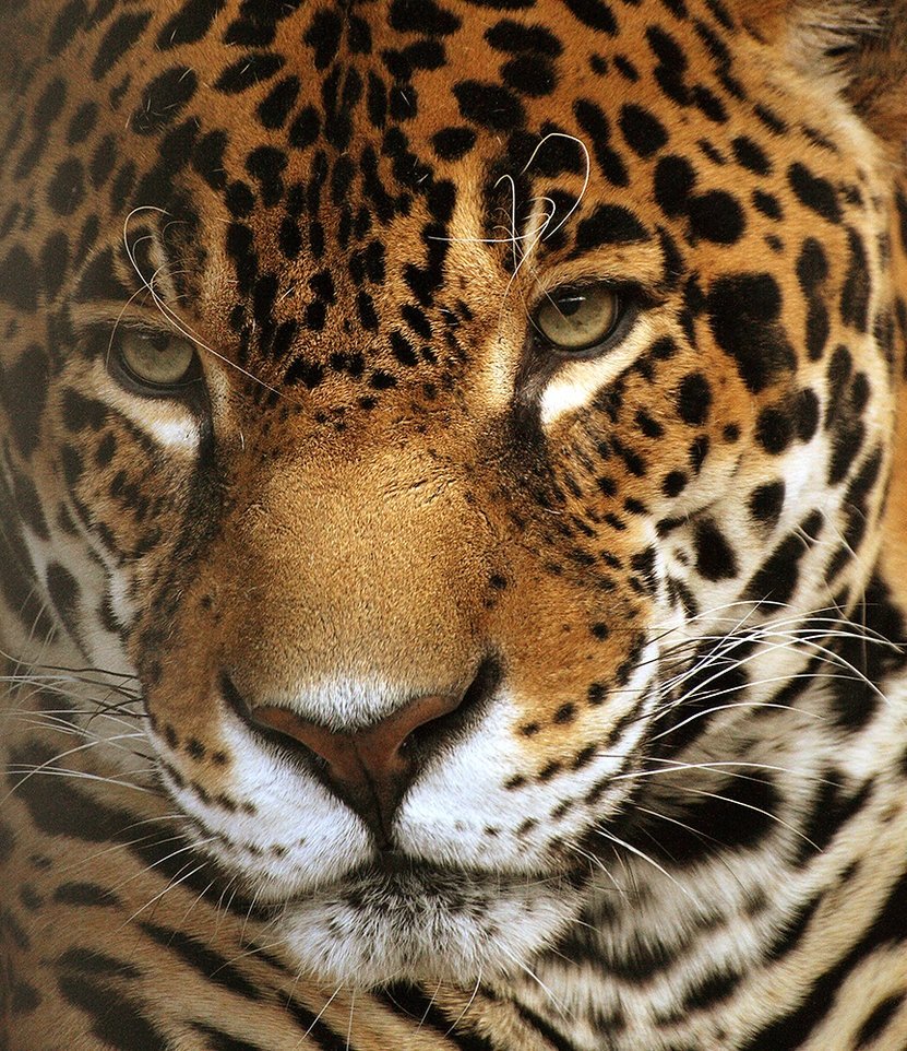 ягуар panthera onca фото