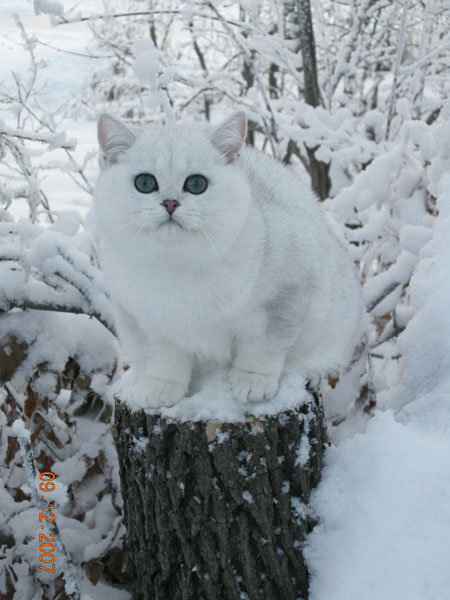 британская шиншилла белая фото