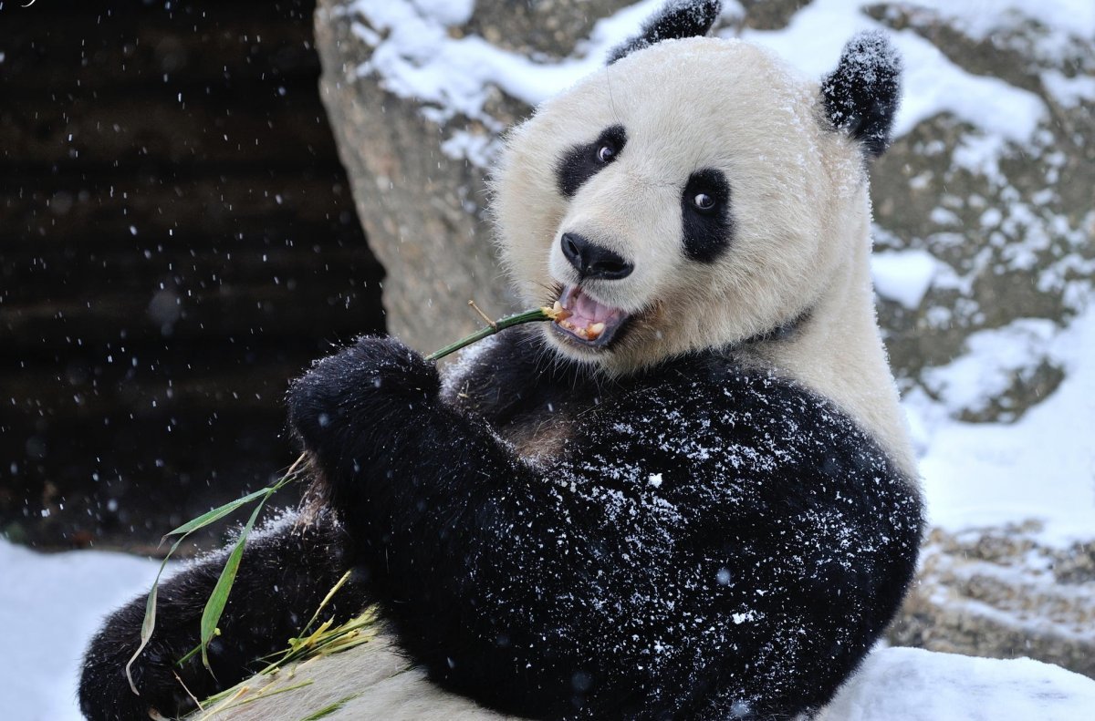 ����� ���� �������� ������� ��������